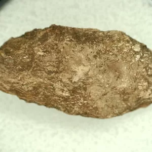 Genuine Permian Age Reptile Coprolite Fossil for Sale from Texas #39