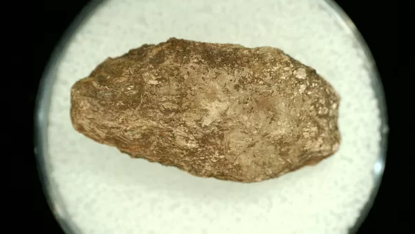 Genuine Permian Age Reptile Coprolite Fossil for Sale from Texas #39