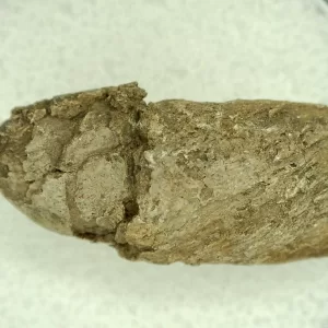 Genuine Permian Age Reptile Coprolite Fossil for Sale from Texas #40