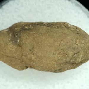 Genuine Permian Age Reptile Coprolite Fossil for Sale from Texas #43