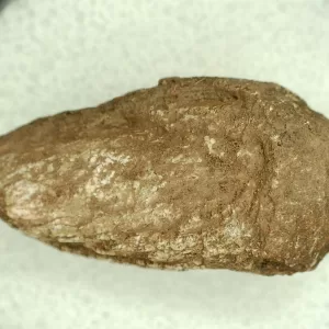 Genuine Permian Age Reptile Coprolite Fossil for Sale from Texas #45