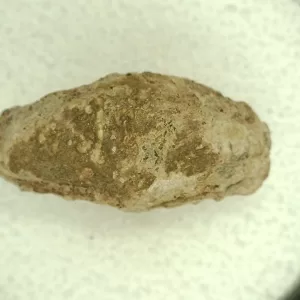 Genuine Permian Age Reptile Coprolite Fossil for Sale from Texas #54