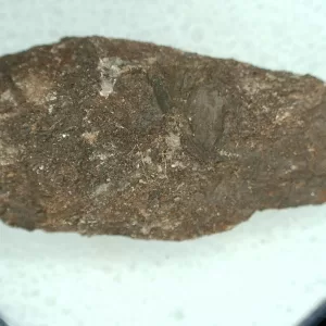 Genuine Permian Age Reptile Coprolite Fossil for Sale from Texas #56