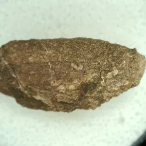 Genuine Permian Age Reptile Coprolite Fossil for Sale from Texas #58a