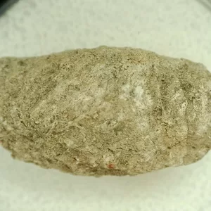 Genuine Permian Age Reptile Coprolite Fossil for Sale from Texas #61