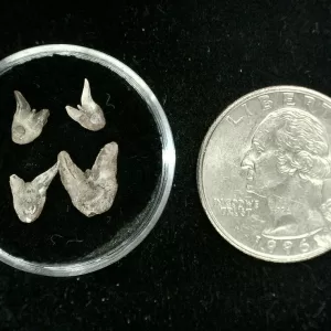 Genuine Permian Xenacanthus Shark Teeth From Texas For Sale #15