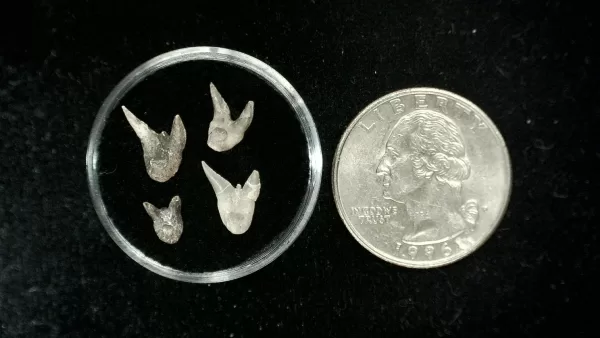 Genuine Permian Xenacanthus Shark Teeth From Texas For Sale #20