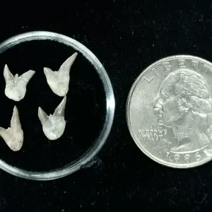 Genuine Permian Xenacanthus Shark Teeth From Texas For Sale #21