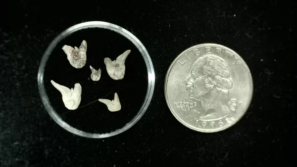 Genuine Permian Xenacanthus Shark Teeth From Texas For Sale #24