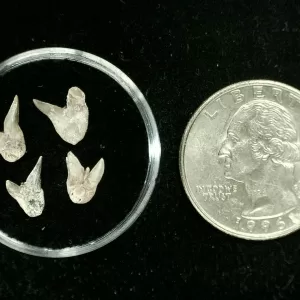 Genuine Permian Xenacanthus Shark Teeth From Texas For Sale #33