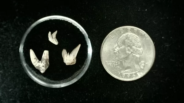 Genuine Permian Xenacanthus Shark Teeth From Texas For Sale #8