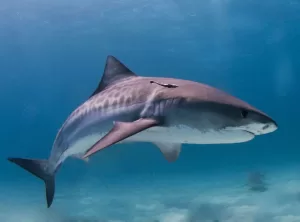 Galeocerdo cuvier Shark Tooth