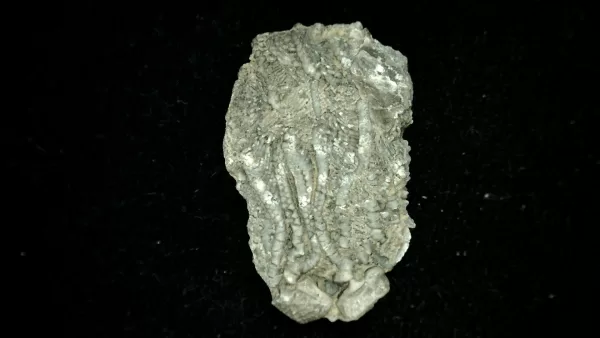 Genuine Mississippian Age Platycrinites Crinoid Fossil for Sale from Alabama #19