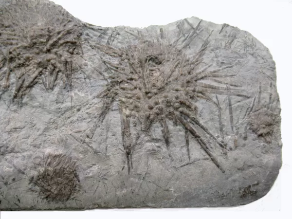 Genuine Mississippian Age Archaeocidaris Echinoid Fossil for Sale from Missouri #27b