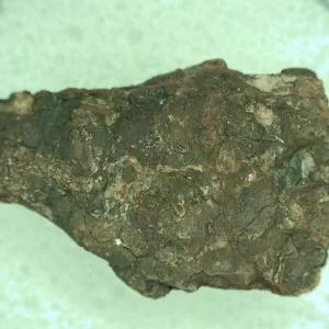 Genuine Permian Age Reptile Coprolite Fossil for Sale from Texas #19