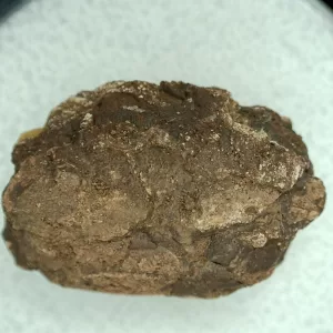 Genuine Permian Age Reptile Coprolite Fossil for Sale from Texas #49