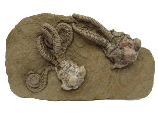 Genuine Permian Age Jimbacrinus Crinoid Fossil For Sale from Australia #5