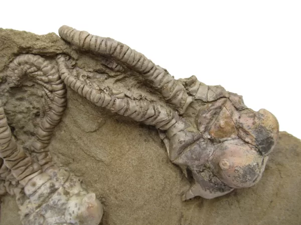 Genuine Permian Age Jimbacrinus Crinoid Fossil For Sale from Australia #5b