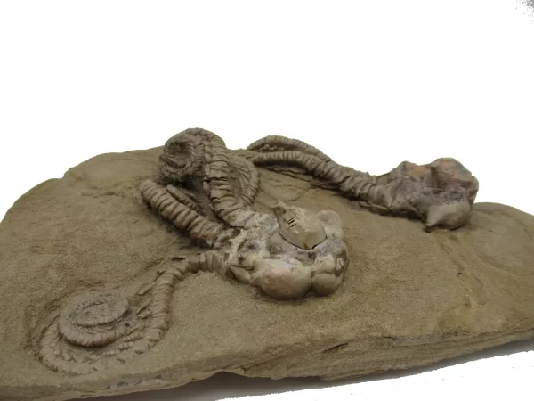 Genuine Permian Age Jimbacrinus Crinoid Fossil For Sale from Australia #5c