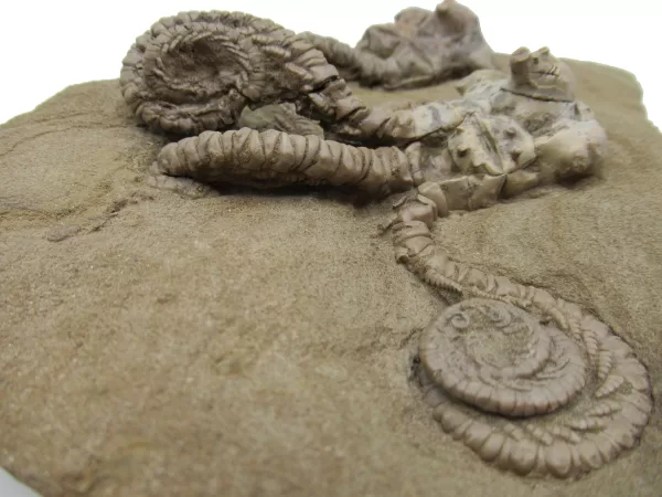 Genuine Permian Age Jimbacrinus Crinoid Fossil For Sale from Australia #5h