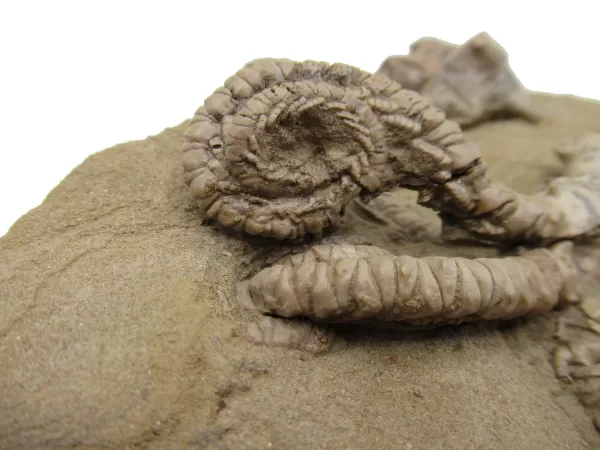 Genuine Permian Age Jimbacrinus Crinoid Fossil For Sale from Australia #5i