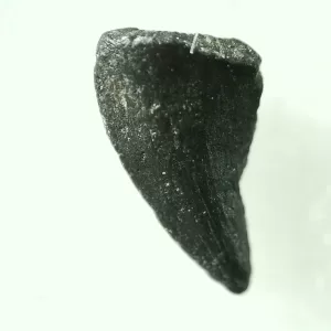 Genuine Cretaceous Age Raptor Dinosaur Tooth Fossils For Sale From Montana #29