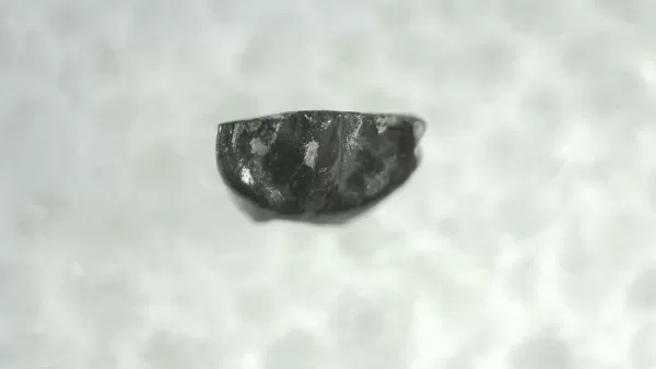 Genuine Cretaceous Stegoceras Pachycephalosaur Tooth For Sale From Montana #2