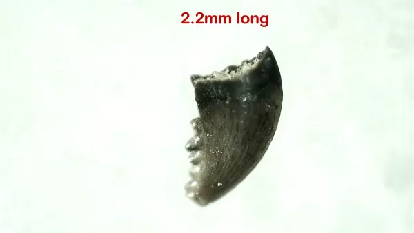 Genuine Cretaceous Age Troodon Dinosaur Tooth For Sale From Montana #1