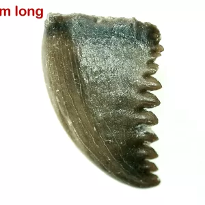 Genuine Cretaceous Age Troodon Dinosaur Tooth For Sale From Montana #12