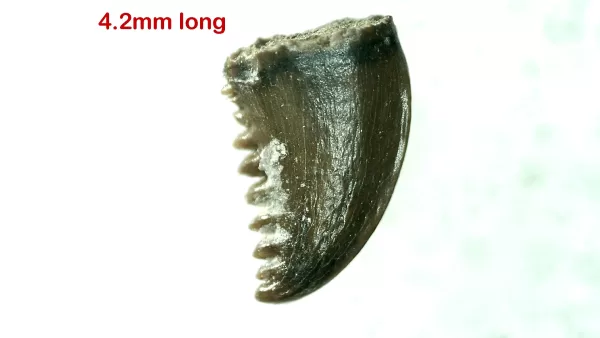 Genuine Cretaceous Age Troodon Dinosaur Tooth For Sale From Montana #12a