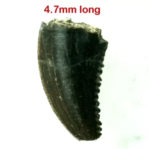 Genuine Cretaceous Age Troodon Dinosaur Tooth For Sale From Montana #14