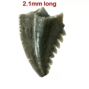 Genuine Cretaceous Age Troodon Dinosaur Tooth For Sale From Montana #2