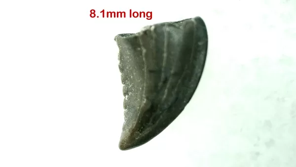 Genuine Cretaceous Age Troodon Dinosaur Tooth For Sale From Montana #20a