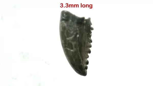 Genuine Cretaceous Age Troodon Dinosaur Tooth For Sale From Montana #4a