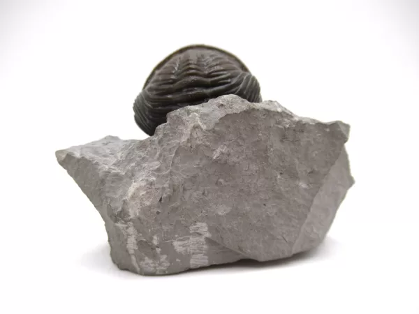 Genuine Devonian Age Eldredgeops rana crassituberculata Trilobite Fossil for Sale from Ohio #1b