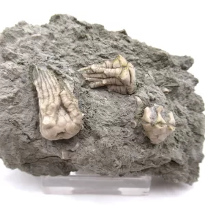 Genuine Mississippian Age Kentucky Tholocrinus Crinoid Fossils For Sale From Kentucky #26