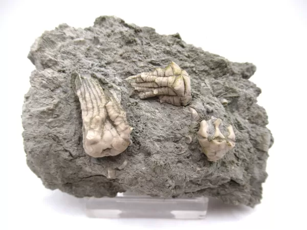 Genuine Mississippian Age Kentucky Tholocrinus Crinoid Fossils For Sale From Kentucky #26