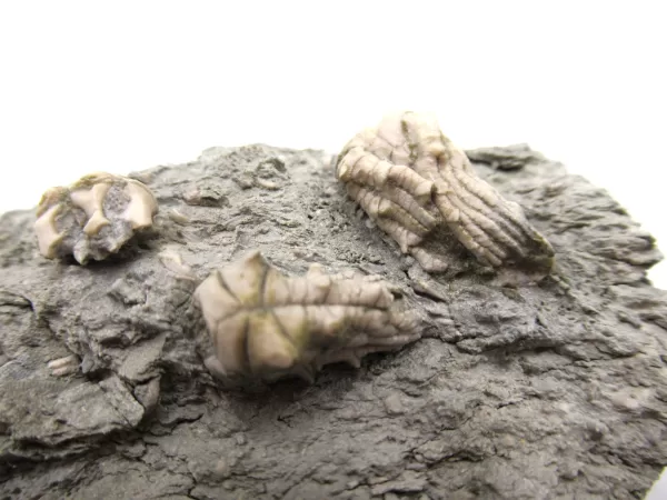 Genuine Mississippian Age Kentucky Tholocrinus Crinoid Fossils For Sale From Kentucky #26c