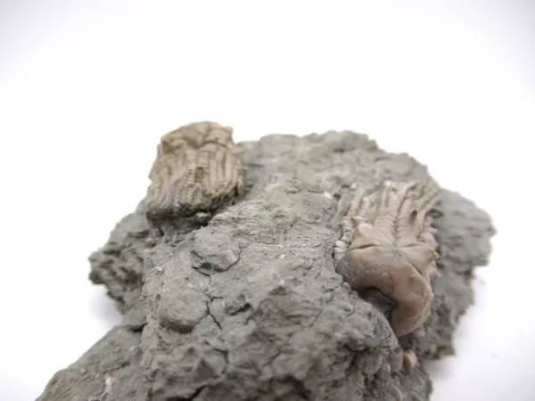 Genuine Mississippian Age Kentucky Tholocrinus Crinoid Fossils For Sale From Kentucky #31f