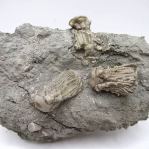 Genuine Mississippian Age Kentucky Tholocrinus Crinoid Fossils For Sale From Kentucky #32