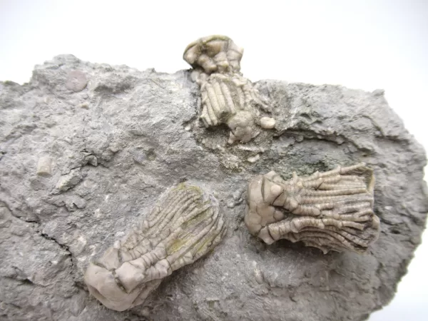 Genuine Mississippian Age Kentucky Tholocrinus Crinoid Fossils For Sale From Kentucky #32a