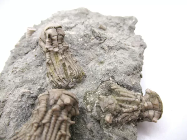 Genuine Mississippian Age Kentucky Tholocrinus Crinoid Fossils For Sale From Kentucky #32g