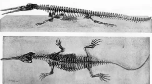 Champsosaurus Reptile