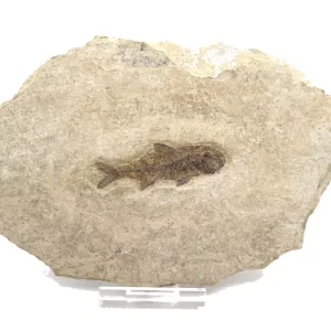 Genuine Oligocene Dapalis macrurus Fish Fossil For Sale From France #1