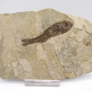 Genuine Oligocene Dapalis macrurus Fish Fossil For Sale From France #10