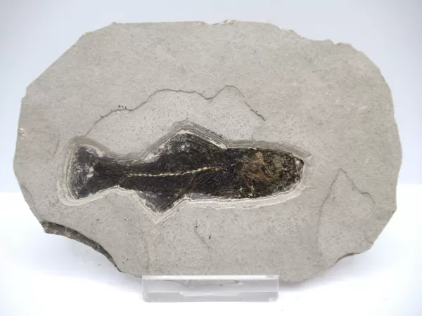 Genuine Oligocene Dapalis macrurus Fish Fossil For Sale From France #11