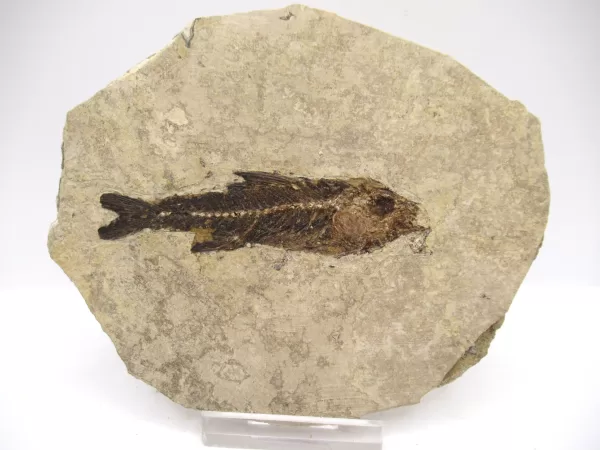 Genuine Oligocene Dapalis macrurus Fish Fossil For Sale From France #12