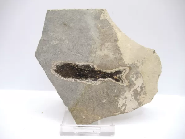 Genuine Oligocene Dapalis macrurus Fish Fossil For Sale From France #13