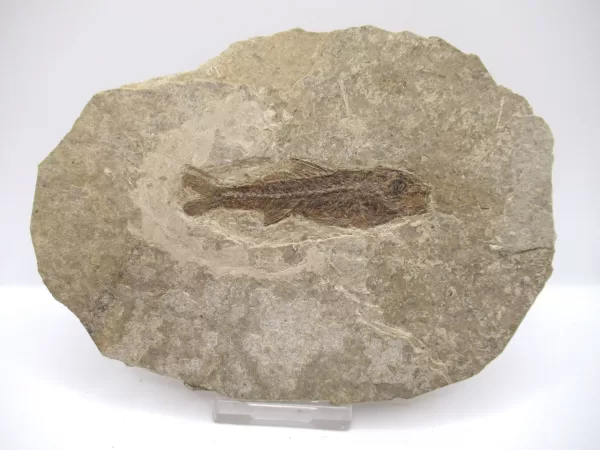 Genuine Oligocene Dapalis macrurus Fish Fossil For Sale From France #15