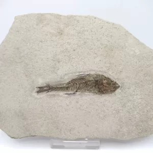 Genuine Oligocene Dapalis macrurus Fish Fossil For Sale From France #16